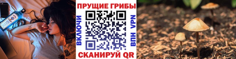 Галлюциногенные грибы Psilocybine cubensis  Тихвин 